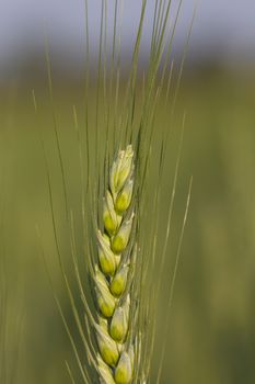 close up image of  green barley corns growing in a field