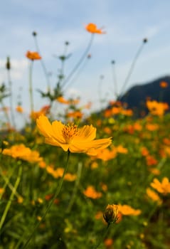 Orange cosmos flower in field,Cosmos flower family fompositae