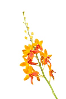 Orchid flower, Beautiful orange orchid on white background