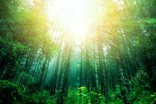 Bright sun in green forest. Nature conceptual image.
