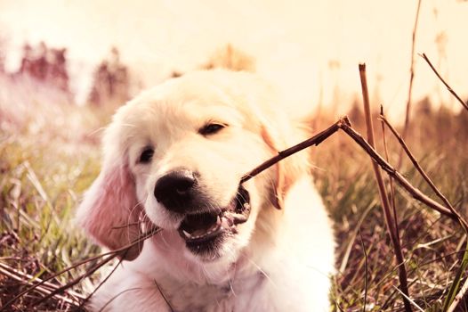 Cute golden retriever puppy bites branch. Baby animal.