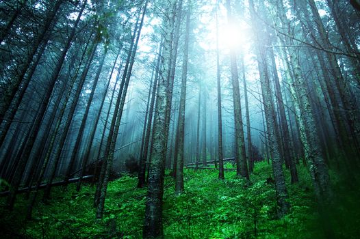 Dark green forest with beam of light. Nature conceptual image.