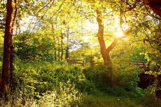 Nature summer. Forest in summer at sundown scenery.