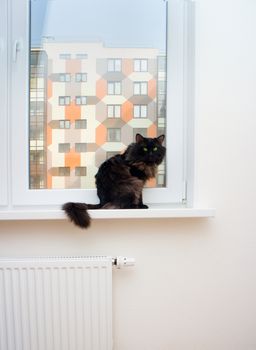 cat in a new house first undeveloped