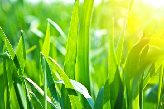 Green fresh grass bathed in sunlight. Nature in summer. Bokeh picture.