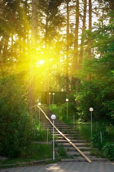 Beautiful scene in the forest with sun rays and shadows