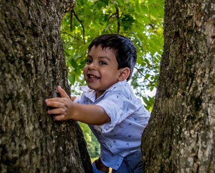 Latino child in a tree