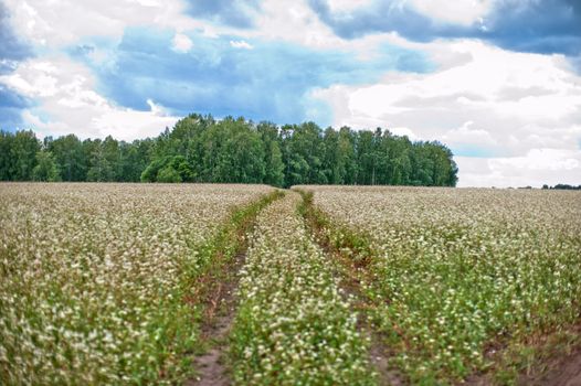 Buckwheat field with road, summer scene