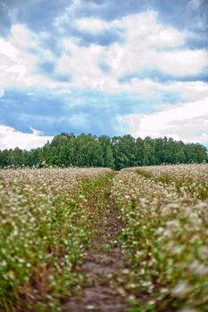 Buckwheat field with road, summer scene