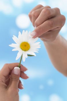 Female hands puling petals from a daisy on blue  background