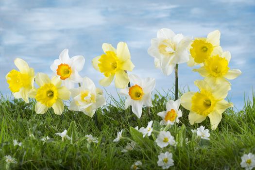 Spring narcissus flowers in green grass against cloudy blue sky