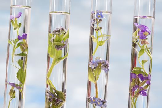 Flowers and plants in test tubes