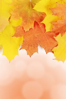 Autumn maple leaves isolated on white background