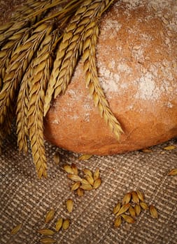 The fresh bread with ears a rye