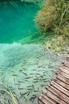 Fishes in extremely clear water of Plitvice Lakes, Croatia