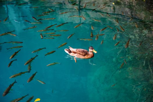 One duck and fishes in clear water of Plitvice Lakes, Croatia