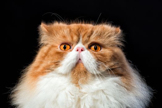 Muzzle of the red persian scared cat close up