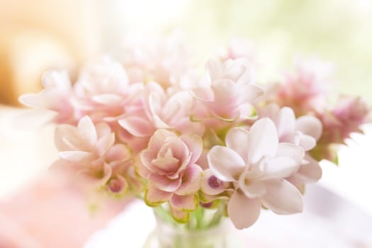 Defocus and soft focus pink blossom, delicate floral background with copy space