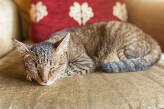 Sleeping cat kitten lying sleeping on sofa soft chair.