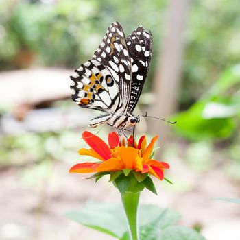 The beautiful butterfly at Chiang Mai National Park, Thailand (Taken from distance and selective focus point)