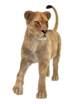 3D digital render of a female lion isolated on white background