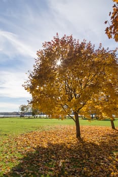 Golden Autumn tree Latvia