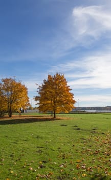 Golden Autumn tree Latvia