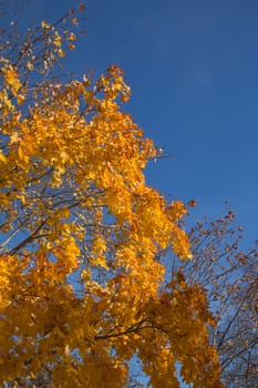 Golden Autumn tree Latvia