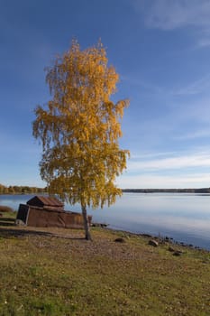 Golden Autumn tree Latvia