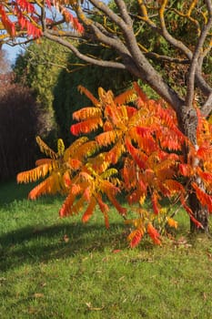 Golden Autumn tree Latvia