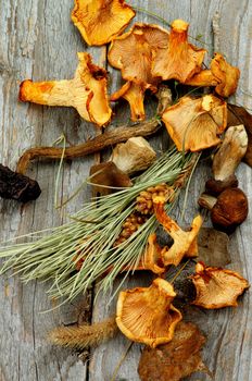 Arrangement of Dried Forest Chanterelles, Porcini and Boletus Mushrooms with Dry Grass, Leafs and Fir Stems on Rustic Wooden background