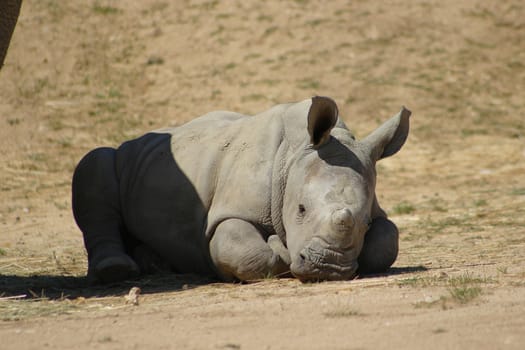 Cute White Rhino Baby lying on the floor