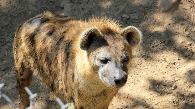 A beautiful Spotted Hyena of subfamily Hyaeninae