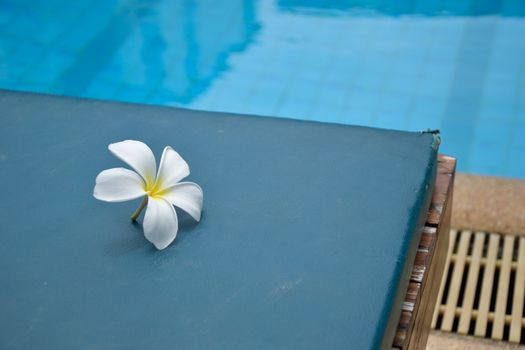 frangipani on chair