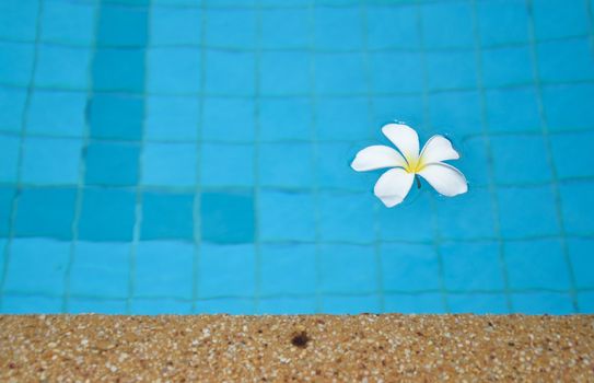 frangipani on water pool