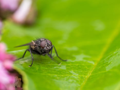 Black fly in the wild on a wet green leaf