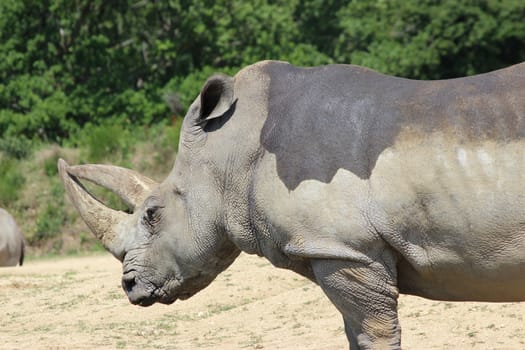 The White Rhinoceros or square-lipped rhinoceros (Ceratotherium Simum) profile view
