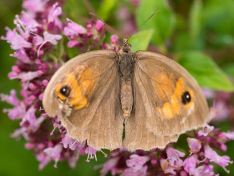 Wild brown spotted butterfly on pink flowers
