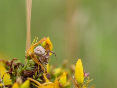 Small cross spider away from its web on wild yellow flowers