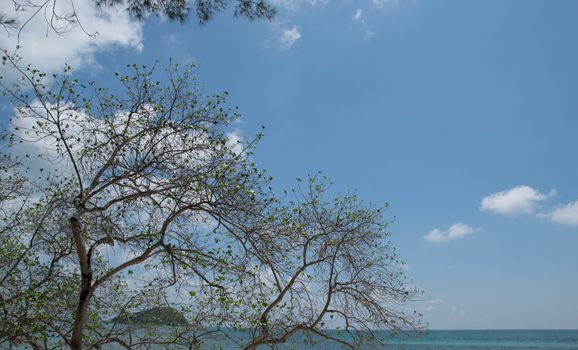 tree and sea