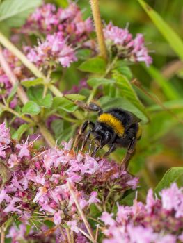 Bumblebee resting on wild pink flowers