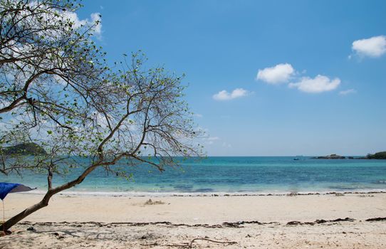 tree of beach