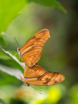 Pair of large orange, brown butterflies facing away from eachother