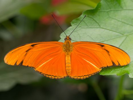 Large orange tropical butterfly showing full wingspan on a fresh leaf