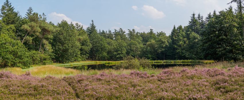 Wide panorama of Dutch heathland with a small lake and forest behind