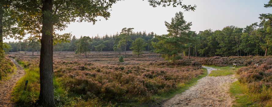 Low hanging sun shines over a wide panoramic view of a blooming Dutch heathland