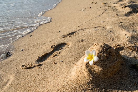 frangipani on sand beach