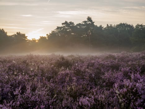 Early sunrise through the trees over a Dutch heathland area in full bloom