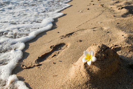 frangipani on sand beach