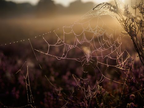 Damp spider web in early morning hazy sunset light